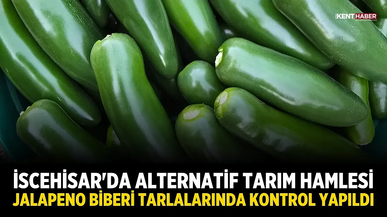 İscehisar'da Alternatif Tarım Hamlesi: Jalapeno Biberi Tarlalarında Kontrol Yapıldı