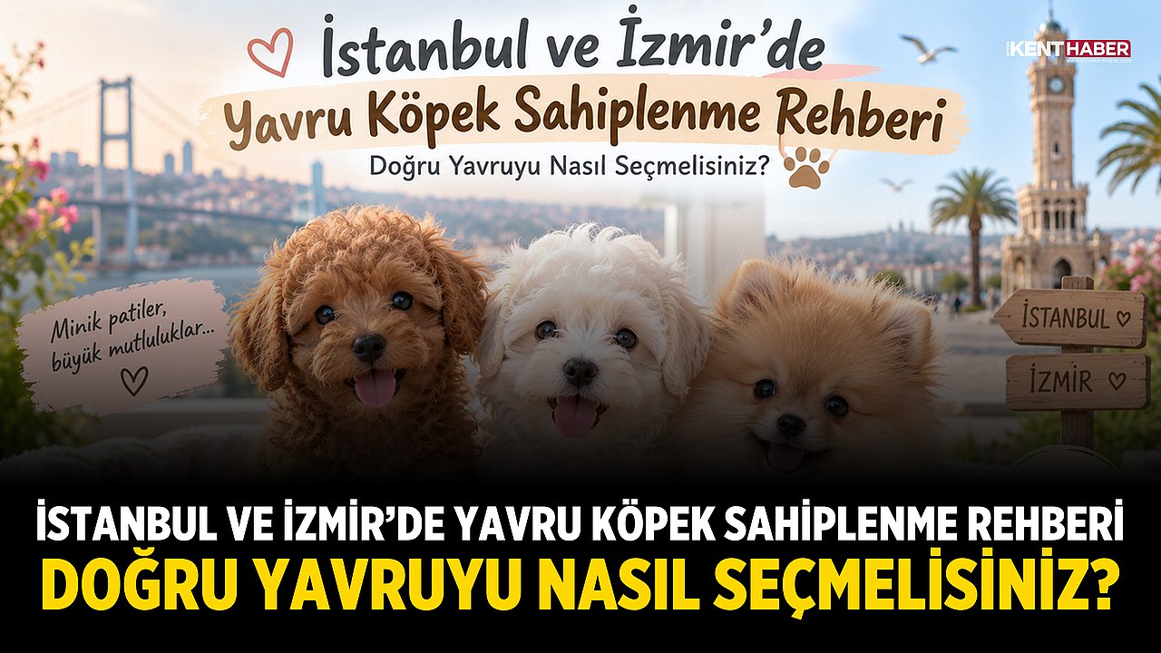 İstanbul ve İzmir'de Yavru Köpek Sahiplenme Rehberi: Doğru Yavruyu Nasıl Seçmelisiniz?