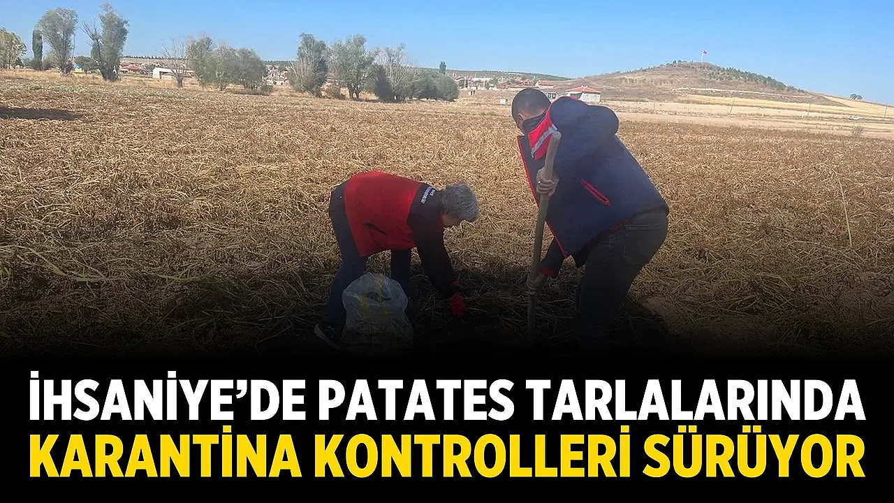 İhsaniye’de Patates Tarlalarında Karantina Kontrolleri Sürüyor