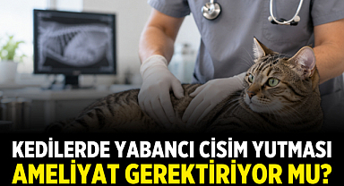 Kedilerde Yabancı Cisim Yutması Ameliyat Gerektiriyor mu?