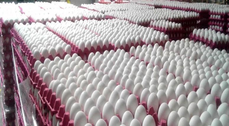 SERTESER, 2016’DA İLK 1000’E GİREN FİRMAMIZ YOKTU