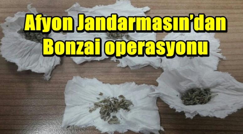 Afyon Jandarmasın’dan Bonzai operasyonu