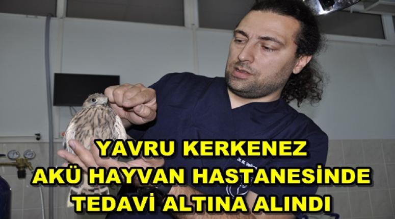 YAVRU KERKENEZ TEDAVİ ALTINA ALINDI