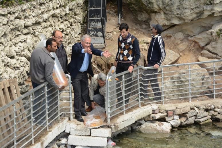 DİNAR SUÇIKAN HAVUZUNA 4 BİN ADET BALIK BIRAKILDI