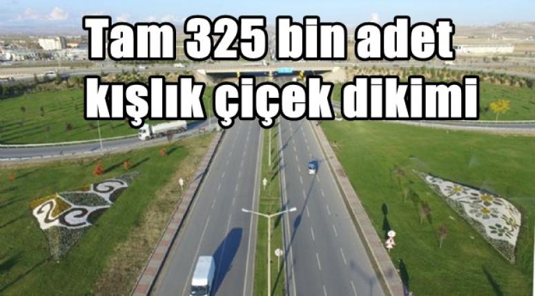 AFYON'DA KIŞLIK ÇİÇEKLER DİKİLDİ !!