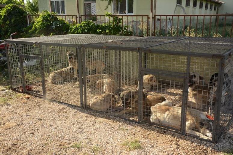 DİNAR'DA KÖPEKLERE KISIRLAŞTIRMA OPERASYONU BAŞLADI
