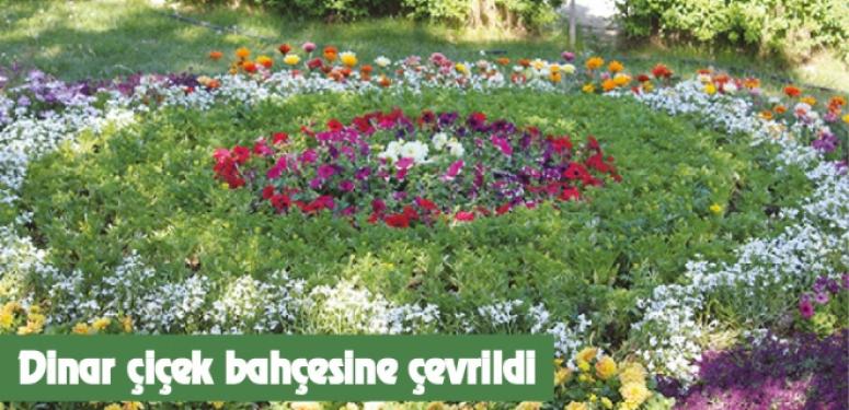 Dinar çiçeklerle daha bir güzel