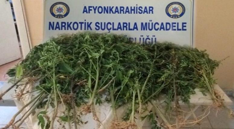57 kök dişi hint keneviri bitkisi ele geçirildi