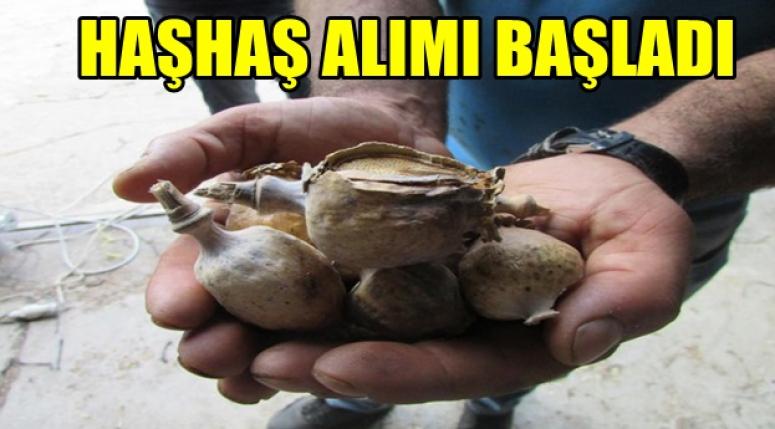 Afyonkarahisar'da Haşhaş alımı başladı !!!