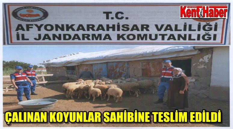 ÇALINAN KOYUNLAR SAHİBİNE TESLİM EDİLDİ