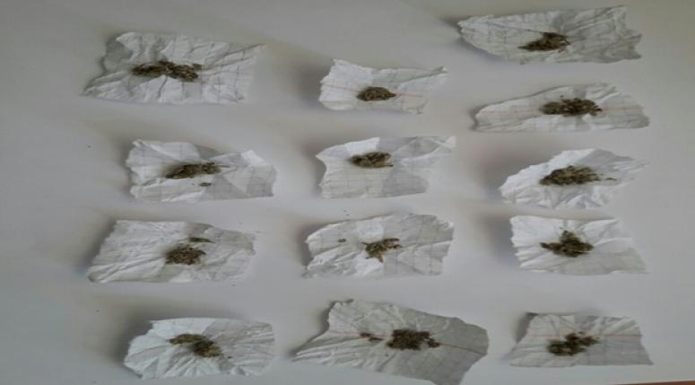 Bonzai uyuşturucu maddesi ele geçirildi