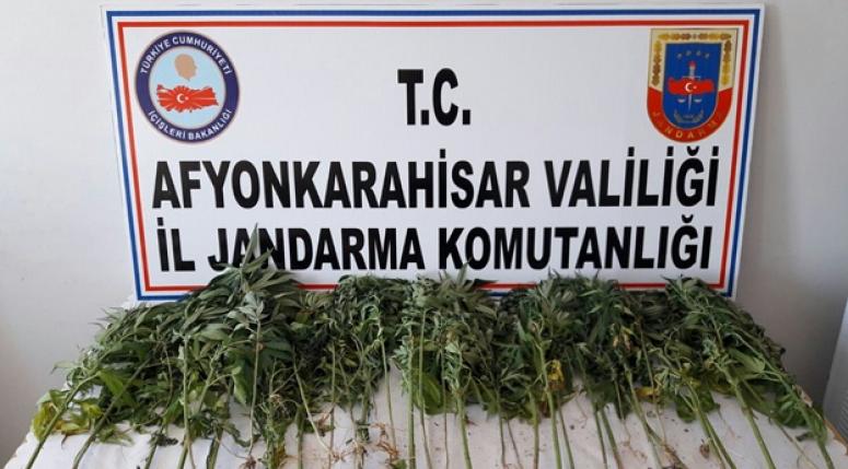 KÖK KENEVİRİ ELE GEÇİRİLDİ