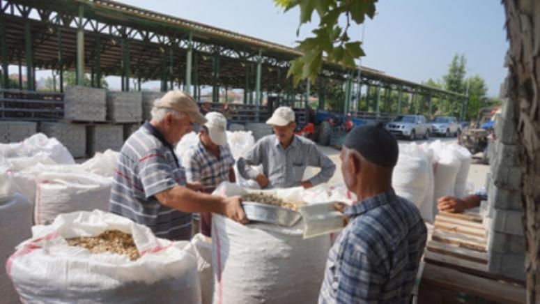 Haşhaş kapsülleri Bolvadin’de toplanıyor