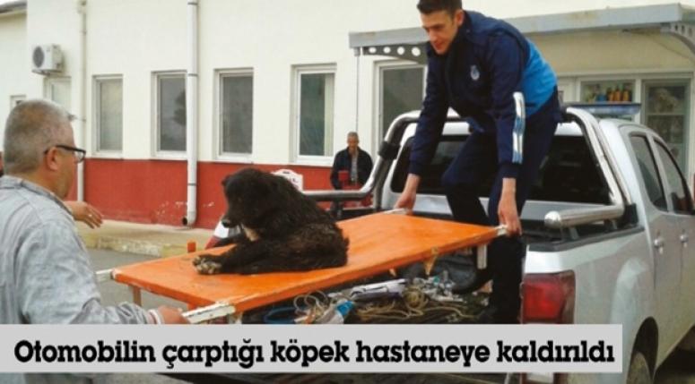 Bolvadin'de otomobilin çarptığı köpek hastaneye kaldırıldı