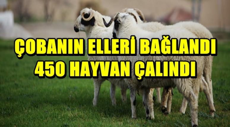 ÇOBANIN ELLERİ BAĞLANDI VE 450 HAYVAN ÇALINDI