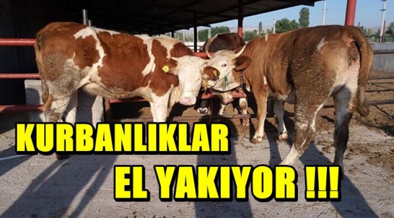 KURBANLIKLAR EL YAKIYOR !!!